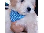 Maltipoo Puppy for sale in Chula Vista, CA, USA