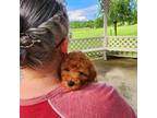 Mutt Puppy for sale in Danville, PA, USA