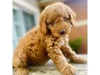 Goldendoodle Puppy for sale in Coral Springs, FL, USA