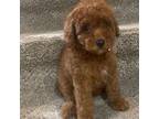 Poodle (Toy) Puppy for sale in Coral Springs, FL, USA