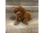 Poodle (Toy) Puppy for sale in Coral Springs, FL, USA