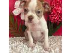 Boston Terrier Puppy for sale in Martinsville, IN, USA