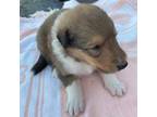 Bearded Collie Puppy for sale in Guntersville, AL, USA
