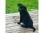 Black lab puppy
