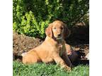 Golden Irish Puppy for sale in Stanley, WI, USA