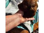 Dachshund Puppy for sale in Strong, AR, USA