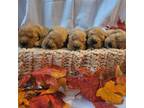 Golden Retriever Puppy for sale in Ontario, CA, USA