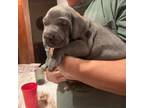 Weimaraner Puppy for sale in Williston, FL, USA