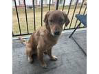 Golden Retriever Puppy for sale in West Chester, OH, USA