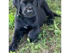 Great Dane Puppy for sale in Sandy Hook, KY, USA
