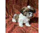 Shih Tzu Puppy for sale in Glendale, AZ, USA