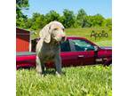 Weimaraner Puppy for sale in Troy, MO, USA