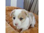 Pembroke Welsh Corgi Puppy for sale in Nappanee, IN, USA