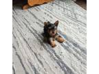 Yorkshire Terrier Puppy for sale in Woodbury, MN, USA