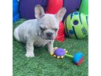 French Bulldog Puppy for sale in Sebring, FL, USA