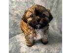 Shih Tzu Puppy for sale in Westlake Village, CA, USA