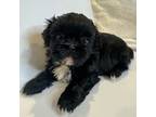 Shih Tzu Puppy for sale in Westlake Village, CA, USA