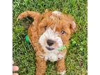 Cavapoo Puppy for sale in Russell Springs, KY, USA
