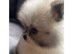 Pomeranian Puppy for sale in Lafayette, LA, USA