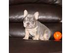 French Bulldog Puppy for sale in Navarre, OH, USA