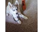 Siberian Husky Puppy for sale in Kerrick, MN, USA