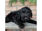Labradoodle Puppy for sale in Millersburg, OH, USA