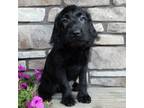 Labradoodle Puppy for sale in Millersburg, OH, USA