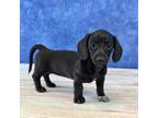 Dachshund Puppy for sale in Lancaster, OH, USA