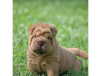 Chinese Shar-Pei Puppy for sale in Miami, FL, USA
