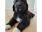 Newfoundland Puppy for sale in Gilbert, AZ, USA