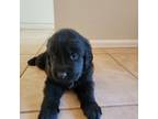 Newfoundland Puppy for sale in Gilbert, AZ, USA
