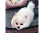 Pomeranian Puppy for sale in Attalla, AL, USA