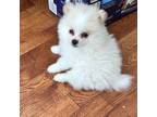 Pomeranian Puppy for sale in Attalla, AL, USA