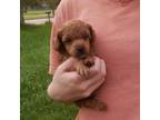 Red Poodle Puppy Male 1