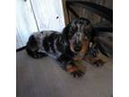 Dachshund Puppy for sale in Christiana, PA, USA