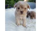 Schnauzer (Miniature) Puppy for sale in Windyville, MO, USA