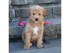 Mutt Puppy for sale in Fredericksburg, OH, USA