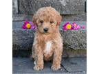 Mutt Puppy for sale in Fredericksburg, OH, USA