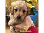 Mini Goldendoodle Girl