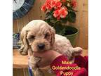 Mini Goldendoodle Boy!