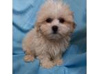 Maltese Puppy for sale in San Antonio, TX, USA