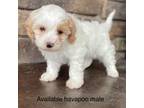 Mutt Puppy for sale in Lagro, IN, USA