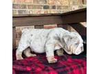 Bulldog Puppy for sale in Stonewall, OK, USA