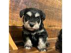 Schnauzer (Miniature) Puppy for sale in Broxton, GA, USA