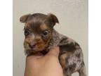 Yorkshire Terrier Puppy for sale in Orlando, FL, USA