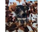 Shih Tzu Puppy for sale in Durand, IL, USA