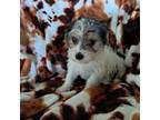 Shih Tzu Puppy for sale in Durand, IL, USA