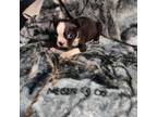 Boston Terrier Puppy for sale in Winter Haven, FL, USA