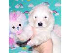 Alaskan Malamute Puppy for sale in Keysville, VA, USA