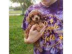 Red Poodle Puppy Male 4b